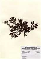 藏品(重緣葉馬尾藻)的圖片